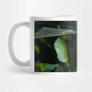 Monarch Chrysalis 6 Mug